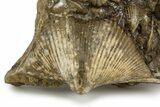 Fossil Brachiopod (Cyrtospirifer) Plate - Russia #322166-1